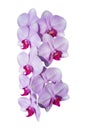 Beautiful purple Phalaenopsis orchid flowers, isolated on white background. Royalty Free Stock Photo