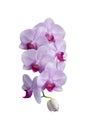 Beautiful purple Phalaenopsis orchid flowers, isolated on white background. Royalty Free Stock Photo