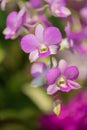 Beautiful purple Phalaenopsis orchid flowers with natural background. Royalty Free Stock Photo