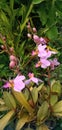 beautiful purple Phalaenopsis pulcherrima flowers