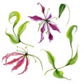 Beautiful purple and piink gloriosa flower flame lily on a stem. Floral set flowers, leaves on climbing twig, bud.