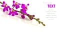 Beautiful purple-pink flower (Orchid) isolated Royalty Free Stock Photo