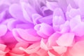 Beautiful purple and pink flowers made with color filters, soft color and blur style for background Royalty Free Stock Photo