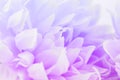 purple and pink flowers made with color filters, soft color and blur style for background Royalty Free Stock Photo