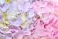 Beautiful Purple and Pink Hydrangea Flowers Royalty Free Stock Photo