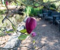 Beautiful purple and pink magnolia flower bud in springtime Royalty Free Stock Photo