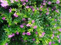 beautiful purple pink melastomes flower at Gedong songo temple