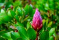 Beautiful purple and pink Proteas