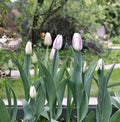 Beautiful purple and pink tulips on the flowerbed Royalty Free Stock Photo