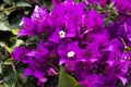 Beautiful purple, pink and yellow flowers of the bougainvillea plant on a background of leaves. Evergreen curly shrub