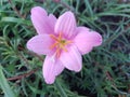 Beautiful purple pink Zephyranthes flower