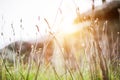 Beautiful Purple Poaceae Grass Flower with Sunset Royalty Free Stock Photo