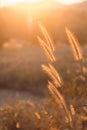 Beautiful purple poaceae Royalty Free Stock Photo