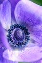 Purple poppy flower, macro shot with details Royalty Free Stock Photo