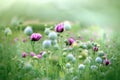 Beautiful purple poppy flowers