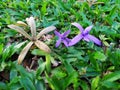 Beautiful purple porcelain in the garden at home in Thailand. Royalty Free Stock Photo