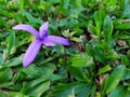 Beautiful purple porcelain in the garden at home in Thailand. Royalty Free Stock Photo