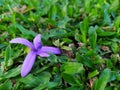 Beautiful purple porcelain in the garden at home in Thailand. Royalty Free Stock Photo