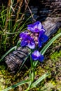 Beautiful Purple Prairie Spiderwort (Tradescantia occidentalis)