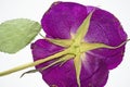 Beautiful purple pressed flower Royalty Free Stock Photo