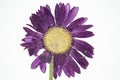 Beautiful purple pressed flower Royalty Free Stock Photo