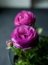 Beautiful purple ranunculuses flowers close up on dark background. Ranunculus cultivation