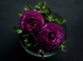 Beautiful purple ranunculuses flowers close up on dark background. Ranunculus cultivation