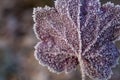 Beautiful purple leaf of heuchera in frost crystals close-up