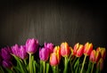 Tulips and dark background