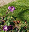 Beautiful purple rose in bloom. Shallow depth of field, selective focus Royalty Free Stock Photo