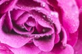 Beautiful purple rose flower with water drops Royalty Free Stock Photo