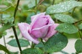 Beautiful purple rose in the garden with rain drops, selective focus Royalty Free Stock Photo