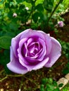 Beautiful purple Rose in the morning