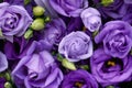 Beautiful purple roses background