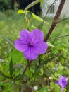 The Beautiful Purple Ruellia Flower