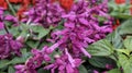 Beautiful purple Salvia Splendens or Sage of the diviners flower blooming in a garden