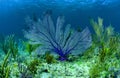 Beautiful purple sea fan on a coral reef in the Bahamas