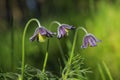 Beautiful purple small Spring Flower. Pulsatilla montana.