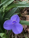 Beautiful Purple Spiderwort 3 Petal Blossom with Yellow Stamens - Tradescantia