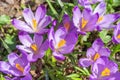 Beautiful purple spring crocuses in the garden, floral background Royalty Free Stock Photo