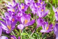 Beautiful purple spring crocuses in the garden, floral background Royalty Free Stock Photo