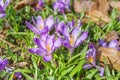 Beautiful purple spring crocuses in the garden, floral background Royalty Free Stock Photo