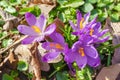 Beautiful purple spring crocuses in the garden, floral background Royalty Free Stock Photo