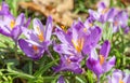 Beautiful purple spring crocuses in the garden, floral background Royalty Free Stock Photo