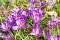 Beautiful purple spring crocuses in the garden, floral background Royalty Free Stock Photo