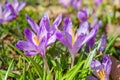 Beautiful purple spring crocuses in the garden, floral background Royalty Free Stock Photo