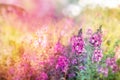 Beautiful purple spring flower meadow on colorful soft light background Royalty Free Stock Photo