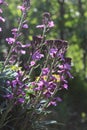 Beautiful purple spring flowers of Erysimum `Bowles mauve`