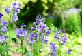 Beautiful purple spring perennial flowers Polemonium caeruleum, Jacob`s-ladder, Greek valerian, a medicinal herb, blooming in Royalty Free Stock Photo