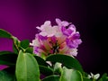 Beautiful purple stefanot flower